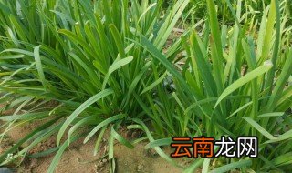 韭菜怎么割下来 韭菜功效有哪些
