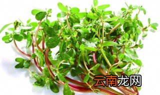 马齿菜哪种人不能吃 马齿菜的食用禁忌