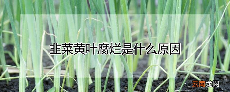 韭菜黄叶腐烂是什么原因