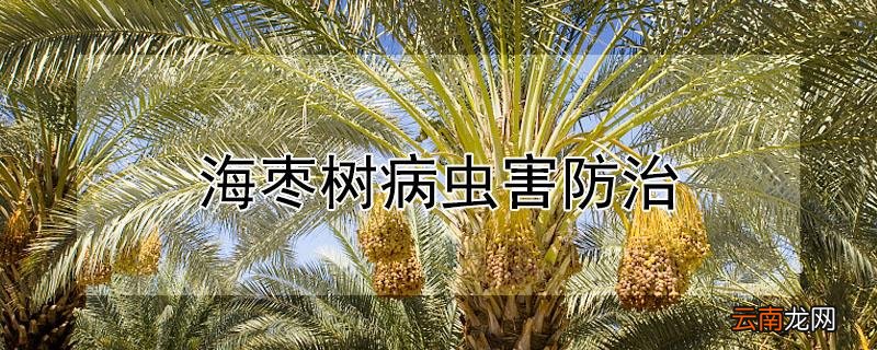 海枣树病虫害防治