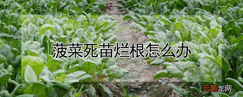 菠菜死苗烂根怎么办