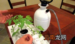 阿司匹林浇玉树生根吗 看看权威专家怎么说