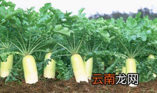 萝卜种植方法和施什么肥 种植萝卜的方法