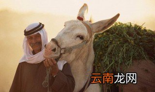 驴和骆驼是同类吗 下面为大家解答