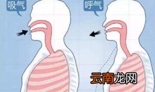 横膈膜在哪 横膈膜位置