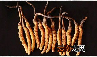 冬虫夏草怎么食用 吃了有什么好处