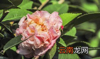 茶花和茶梅的区别 教你5点区分茶花和茶梅