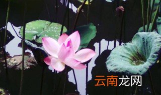 釆莲曲的意思 诗歌解释