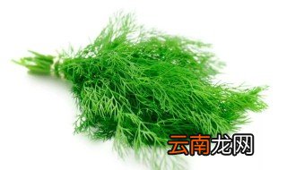 茴香苗的功效与作用 茴香苗介绍