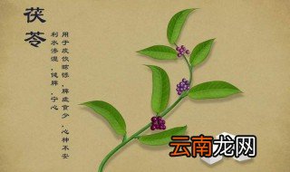茯苓的作用 茯苓有什么用
