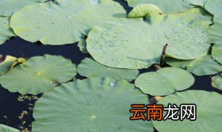 用荷叶怎么减肥 用荷叶减肥方法是什么