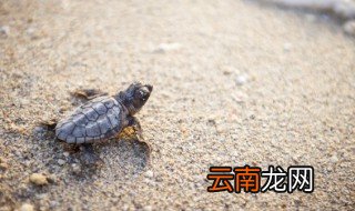 乌龟和金鱼可以在一个鱼缸里吗 乌龟和金鱼能不能在一个鱼缸里
