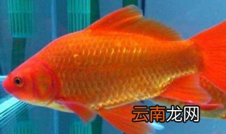草金鱼自家鱼缸可以繁殖吗 草金鱼自家鱼缸可不可以繁殖
