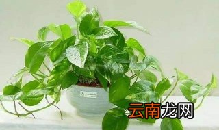 绿萝怎么养 掌握技巧才能长得又好又快