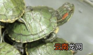 乌龟好养吗？乌龟怎么养？教你如何养乌龟！