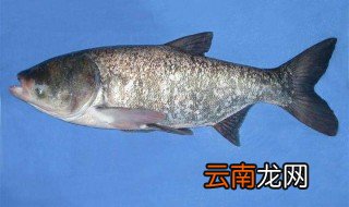 鲢鱼的营养价值及功效 鲢鱼对人体的好处