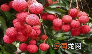 吃荔枝怎么会上火 吃荔枝会上火的原因