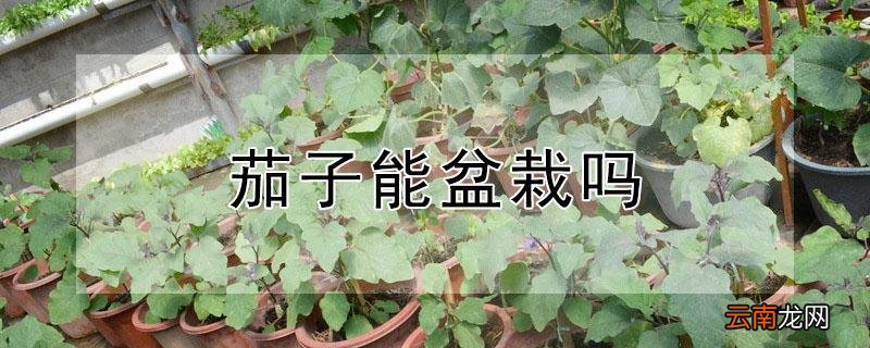 茄子能盆栽吗