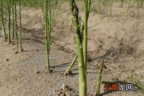 芦笋什么时候收割