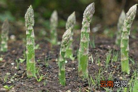 芦笋什么时候收割