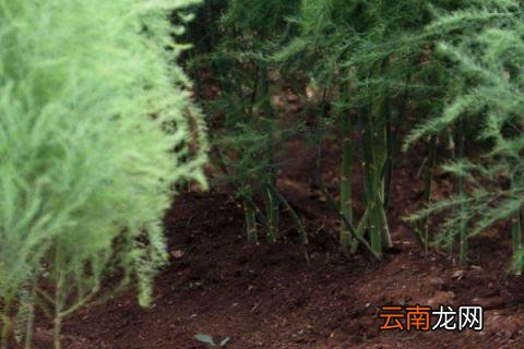 芦笋苗用不用剪稍