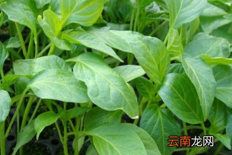 辣椒苗蔫了能活过来吗