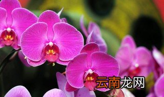 兰花怎么养 手把手教你养殖