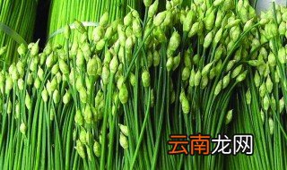 韭菜花的功效与禁忌 韭菜花的功效与禁忌有什么