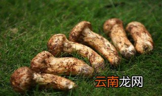 松茸不能和什么一起煮 哪些的东西不能和松茸煮在一起