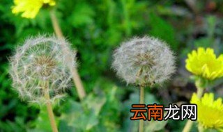 蒲公英又叫什么名字 蒲公英的功效与作用
