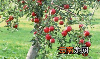 果园的拼音 下面为大家介绍