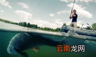 钓大青鱼跑铅方法 钓大青鱼的大跑铅钓法的钓组搭配