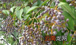 女贞子的功效与作用及食用方法 女贞子的禁忌