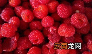 覆盆子泡水喝的功效 它还有这种好处