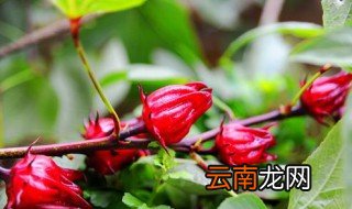 玫瑰茄泡水喝的功效 玫瑰茄泡水喝的功效介绍