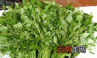 野芹菜的功效与作用 野芹菜的功效与作用是什么