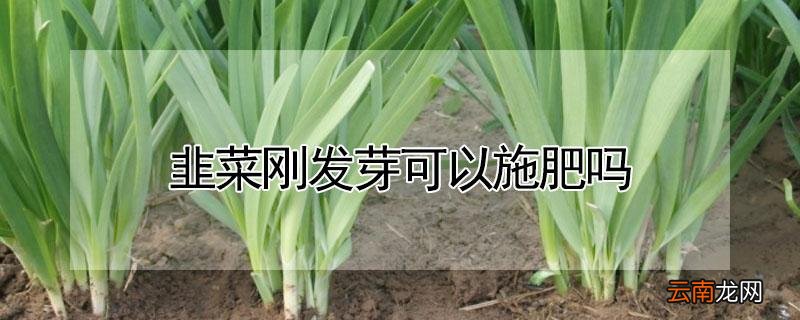 韭菜刚发芽可以施肥吗