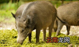 野猪的拼音 大家可以了解一下