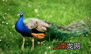 未闻孔雀是夫子家禽中夫子的意思 未闻孔雀是夫子家禽中夫子出处