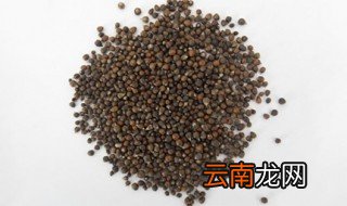 黄金子枕头的功效 黄金子别名