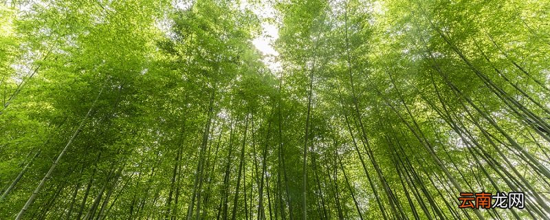 竹里馆的体裁是什么 竹里馆的体裁