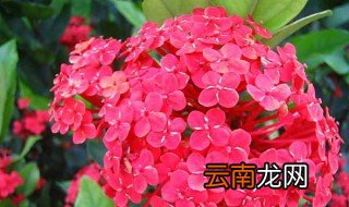 红花的功效与作用及食用方法 红花的功效与作用及食用方法是什么