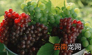 葡萄吃多了有什么坏处 葡萄吃多了会有这些不好症状
