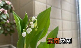 铃兰花几月份开花 铃兰是什么时候开花