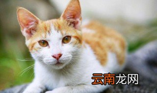 坐高铁宠物怎么托运 高铁宠物托运的流程
