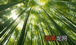 竹子怎么栽 如何栽竹子