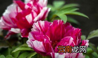 牡丹花是哪个季节开的 牡丹花的简介