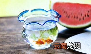金鱼可以和孔雀鱼混养吗 金鱼能不能和孔雀鱼混养