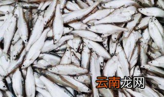 白条鱼为什么养不活 白条鱼养不活原因