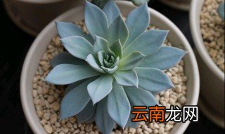 多肉植物蓝鸟冬天怎么养 多肉植物蓝鸟冬天养护方法